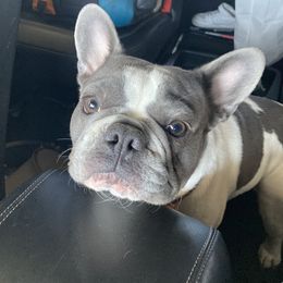 Broly - French Bulldog