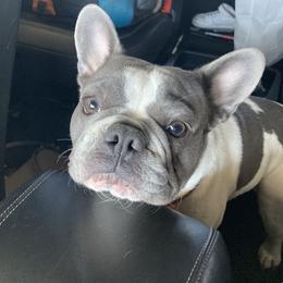 Broly - French Bulldog