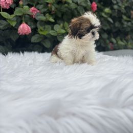 Girl1 - Red and white female Shih Tzu puppy in Covina, California from Shih_doodle_Co