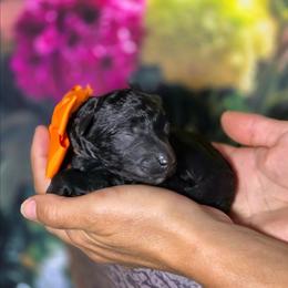 Carrot - Black female Poodle puppy in Springfield, Oregon from Valaurah Farms