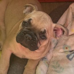 Bridget - Fawn female French Bulldog puppy in Philadelphia, Pennsylvania from Kiki Leigh Frenchies