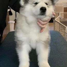 Buckeye - Gray and white male Alaskan Malamute puppy in Palmyra, Michigan from Illusion Kennel