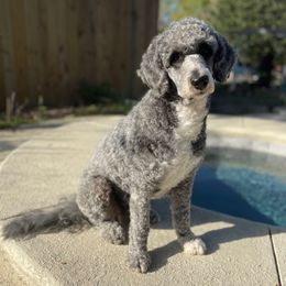 Tilly - Sheepadoodle