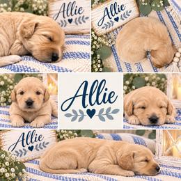 Allie - Cream female Double Doodle puppy in Whitsett, North Carolina from Rock Creek Doodles NC