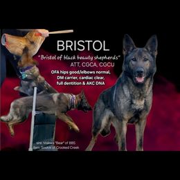 Bristol - German Shepherd