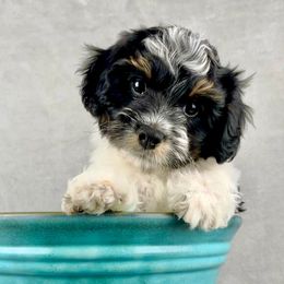 Happy - Tri-color male Cavapoo puppy in Cedar City, Utah from Cedar Sprout Puppies