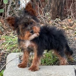 Fiji - Black and tan male Yorkipoo puppy in Clifton, New Jersey from Kdash_yorkies