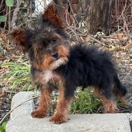 Fiji - Black and tan male Yorkipoo puppy in Clifton, New Jersey from Kdash_yorkies