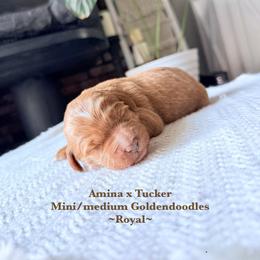 Royal - Red  male Goldendoodle puppy in Waterford, California from Alvdoodles