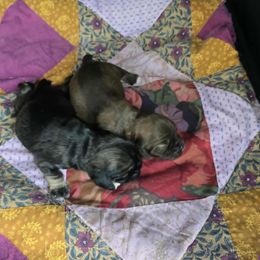 Cocker Spaniel puppies from D&D Hill Country Cockers and Chihuahuas
