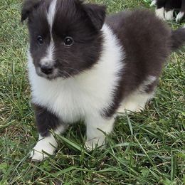 Buddy - Black and white male Shetland Sheepdog puppy in Luray, Missouri from Krayola Shelties