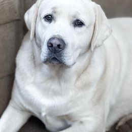 Zeus - Labrador Retriever
