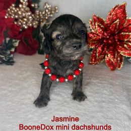 Jasmine - Brindle female Dachshund puppy in Lexington, Oklahoma from BooneDox Miniature Dachshunds