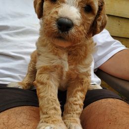 Goldendoodle and Poodle Puppies from Chattahoochee Kennels