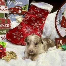 Border Collie and Jack Russell Terrier Puppies from CP FARMS BORDER COLLIES N JACKS CORP