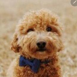 Whiskey - Goldendoodle