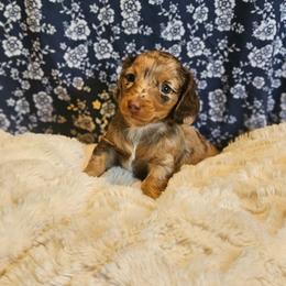 Tabasco - Dapple male Dachshund puppy in Anderson, California from Plum Fields Dachshunds