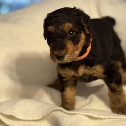 Tina - Black and tan female Airedale Terrier puppy in Thomasville, North Carolina from Beitzel Babies