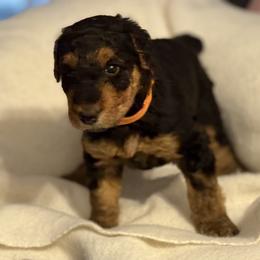 Tina - Black and tan female Airedale Terrier puppy in Thomasville, North Carolina from Beitzel Babies