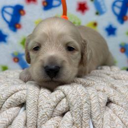 Merritt (worthy-deserving) - Cream male Dachshund puppy in Murfreesboro, Tennessee from Kimbrie's Dream Cream Doxies
