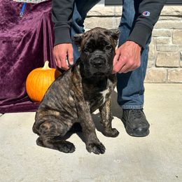 Girl 3 - Chestnut brindle female Cane Corso puppy in Highland, Illinois from C&I Elite Cane Corso