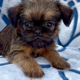 Linus 4000 - Red male Brussels Griffon puppy in Litchfield Park, Arizona from Melody Lane Brussels Griffons
