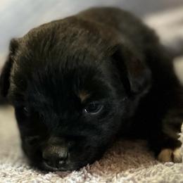 Coal (has tail) - Black tri-color male Australian Shepherd puppy in Butler, Georgia from Aussies at Howling Hill Farm
