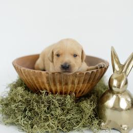 Bolt - Yellow male Labrador Retriever puppy in Allons, Tennessee from UC Labradors LLC