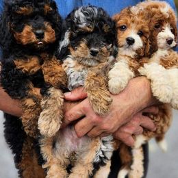 Aussiedoodles, Bernedoodles, Cavapoos, Goldendoodles, and Labradoodles from Mini Goldendoodles of Cape Cod