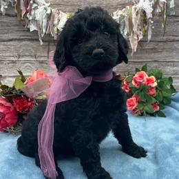 Poppy - Black female Goldendoodle puppy in Lisbon, Ohio from Willow Lane Doodles