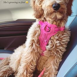 Double Doodle and Goldendoodle All Grown Up from De Luna Doodles