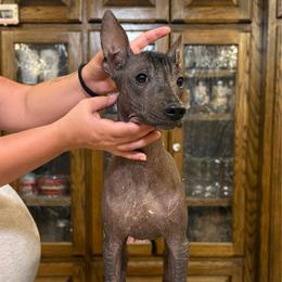 Mouse - Black and white female Xoloitzcuintli puppy in Hico, Texas from Amayla Kennels