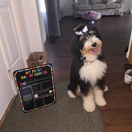 Bernedoodle puppies from Halsey Poodles and Doodles