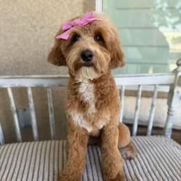 Peaches - Goldendoodle