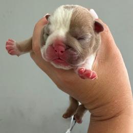 Boy 1 - Fawn and white male Bulldog puppy in Hobe Sound, Florida from Amanda’s Bullies