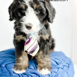 Bernedoodle, Goldendoodle, Golden Retriever, and Poodle Puppies from Camp Doodle Woods