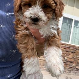 Red Tuxedo Girl - Red  female Goldendoodle puppy in Minersville, Utah from Legend Pups