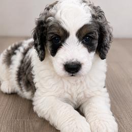 Marshmallow - Blue merle male Bernedoodle puppy in Surprise, Arizona from Gentle Paw Goldendoodles