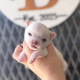 Bear - White male Chihuahua puppy in Harrison, Michigan from Cloud9 Chihuahuas