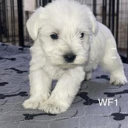 Wfemale 1 - White female Miniature Schnauzer puppy in Springdale, Arkansas from Rc Kennels