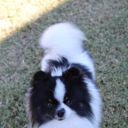 Mojo - Pomeranian