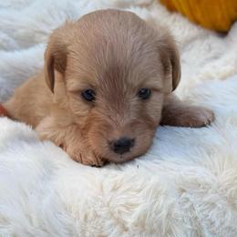 Tammy - Red female Aussiedoodle puppy in Allardt, Tennessee from Hearth&Hound Doodles