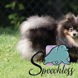 Sapphire - Pomeranian