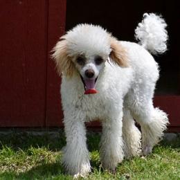 Penelope - Parti female Poodle puppy in Simms, Texas from Donna’s Aussies & Pink Heart Poodles