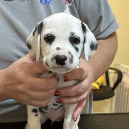 Oz - White and black male Dalmatian puppy in New Jersey from Prestige Dalmatians