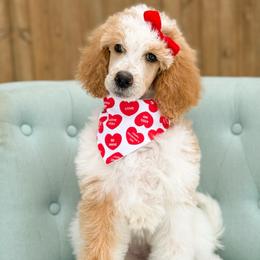 Pearl - Parti female Poodle puppy in Bellville, Ohio from Cedar Ridge Standard Poodles