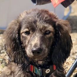 Australian Shepherds, Dachshunds, and Miniature Australian Shepherds from Outlaw Aussies & Doxies