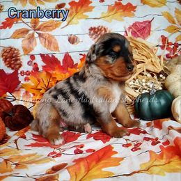 Cranberry - Blue merle female Miniature Australian Shepherd puppy in Muskogee, Oklahoma from Tagalong Lane Australian shepherds