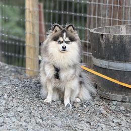Axel - Pomsky