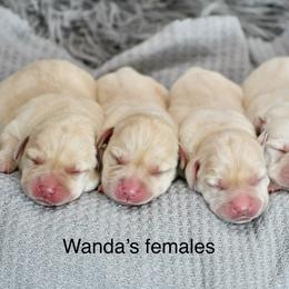Yellow females - Yellow female Labrador Retriever puppy in Mississippi from Sure Shot English Labs